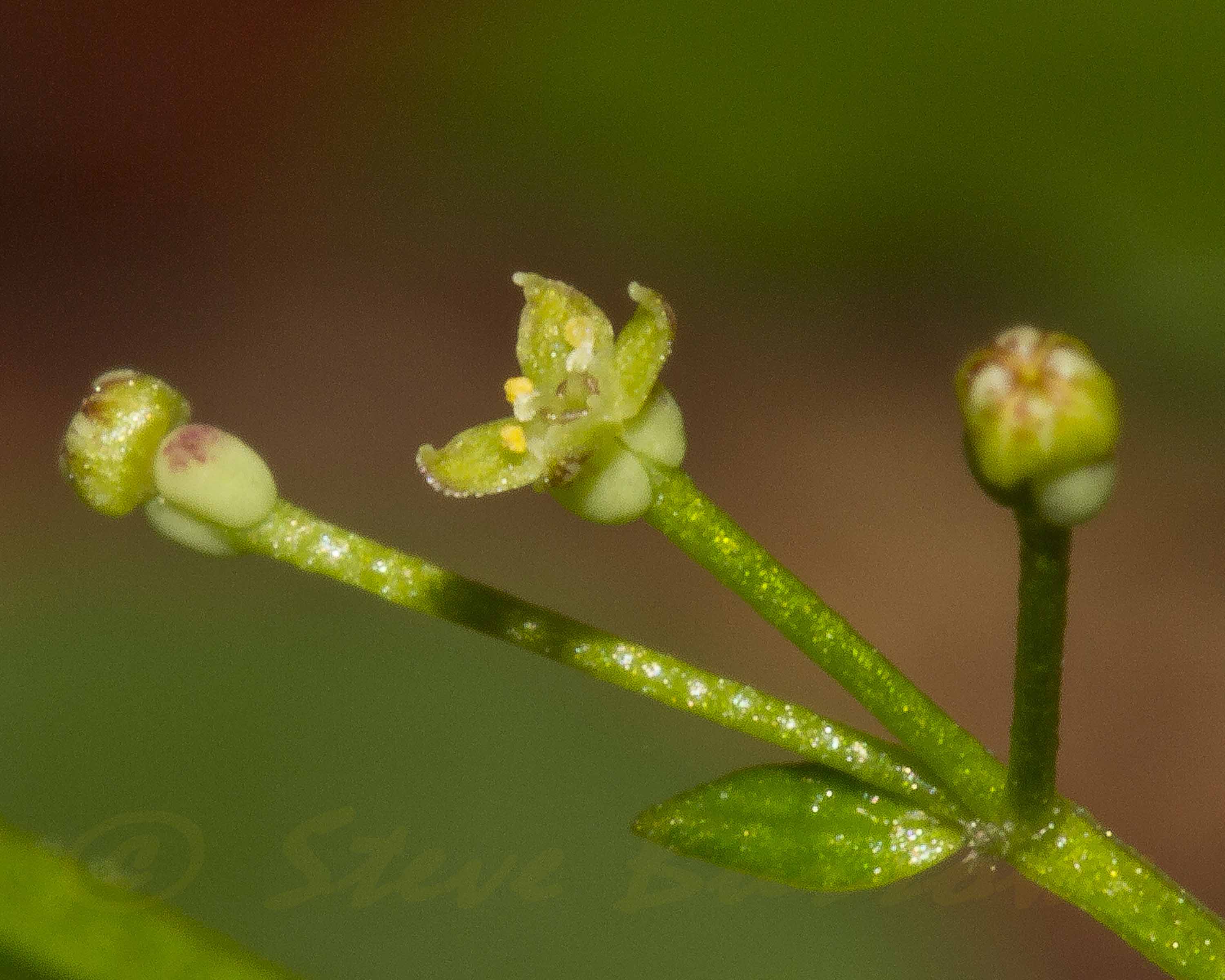 Image courtesy Steve Burrows Galium sp-02a