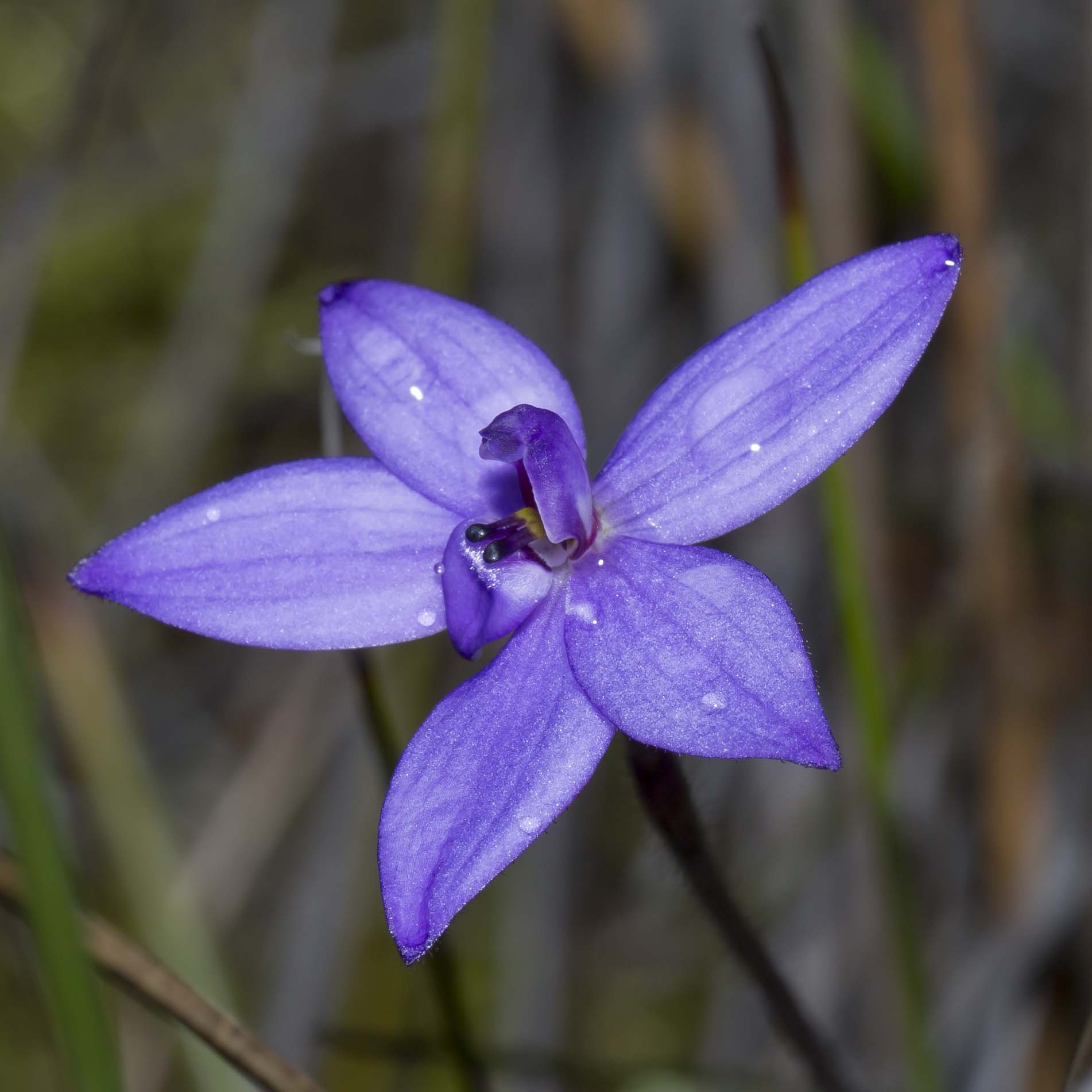 Image courtesy of Steve Burrows Glossodia minor