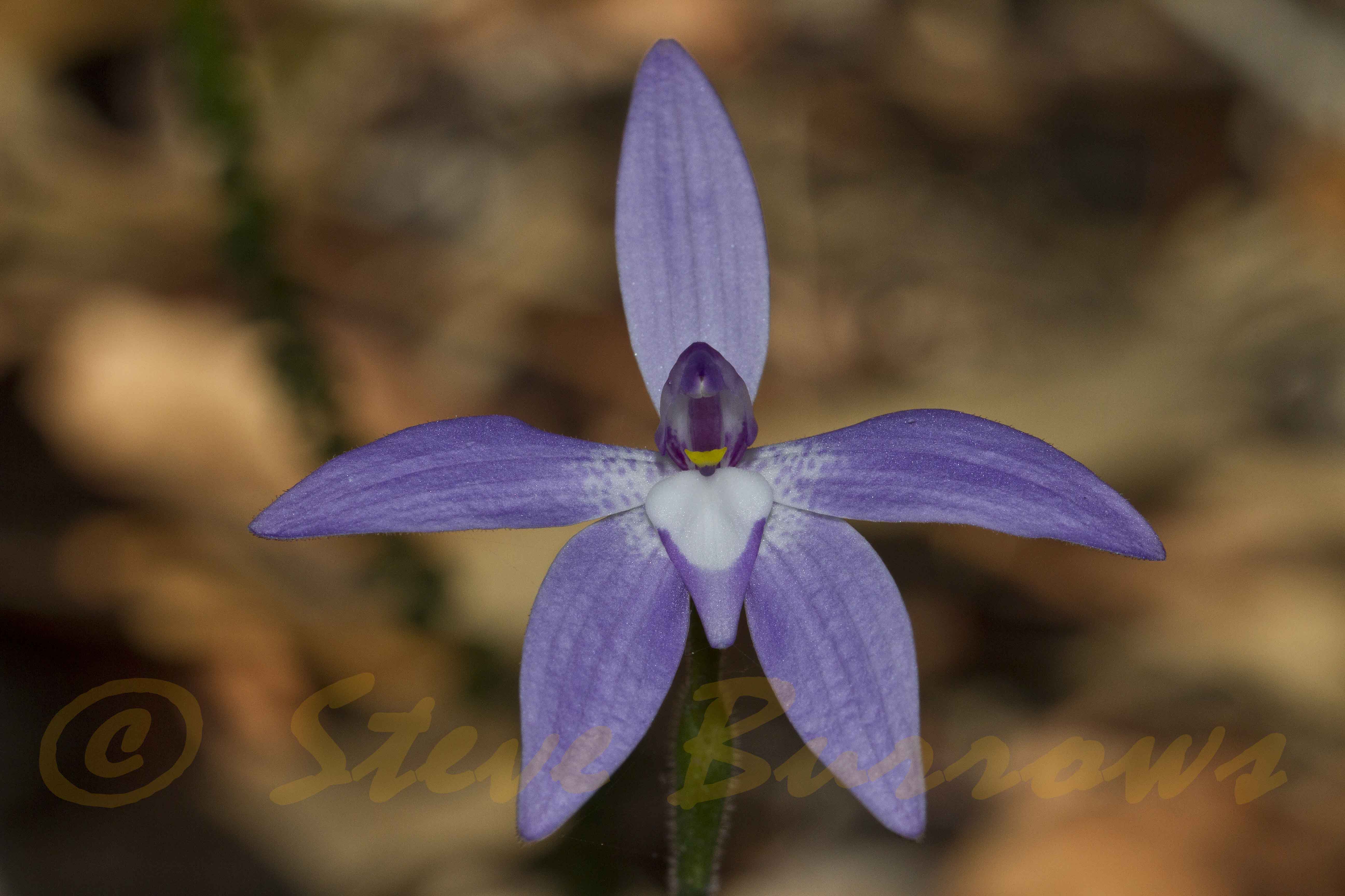 Image courtesy of Steve Burrows Glossodia major