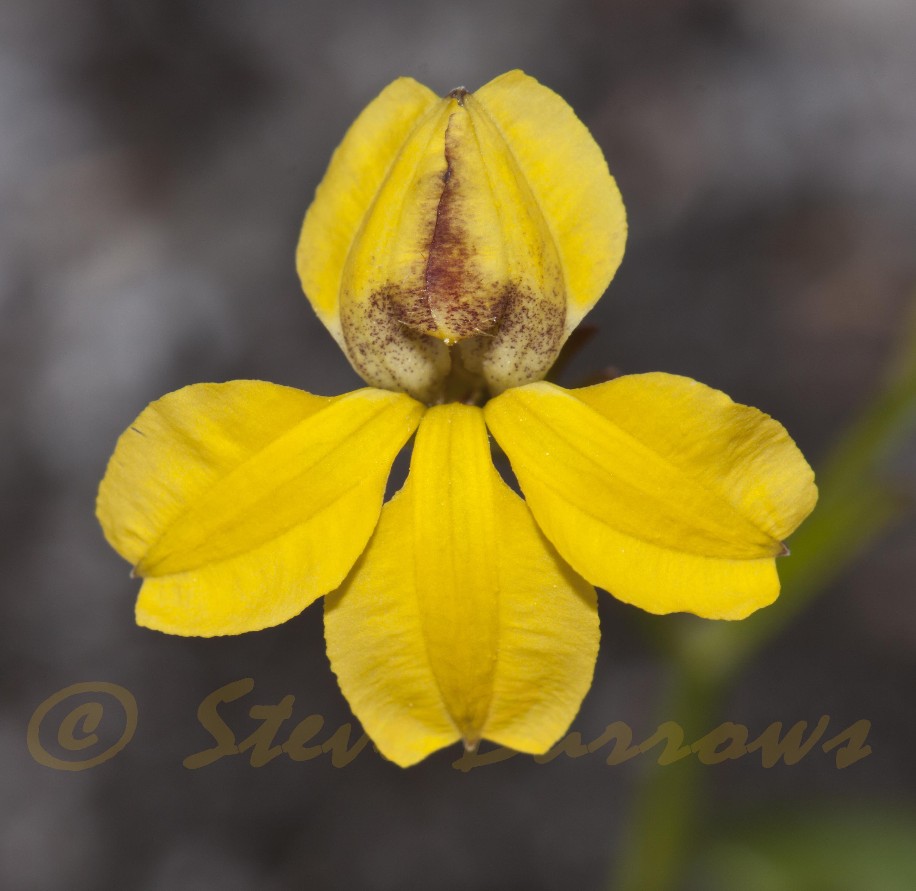 Image courtesy of Steve Burrows Goodenia humilis