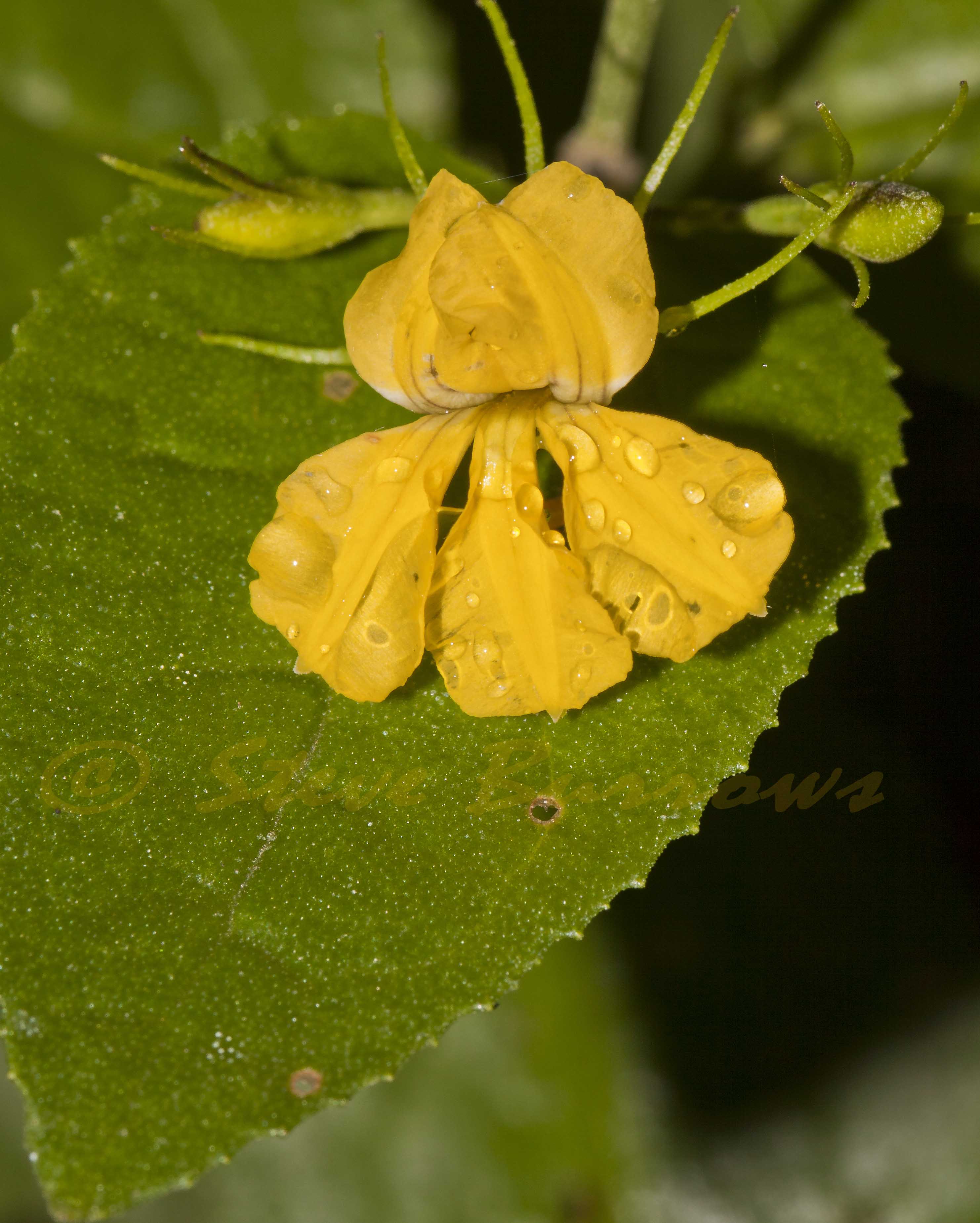 Image courtesy of Steve Burrows Goodenia ovata