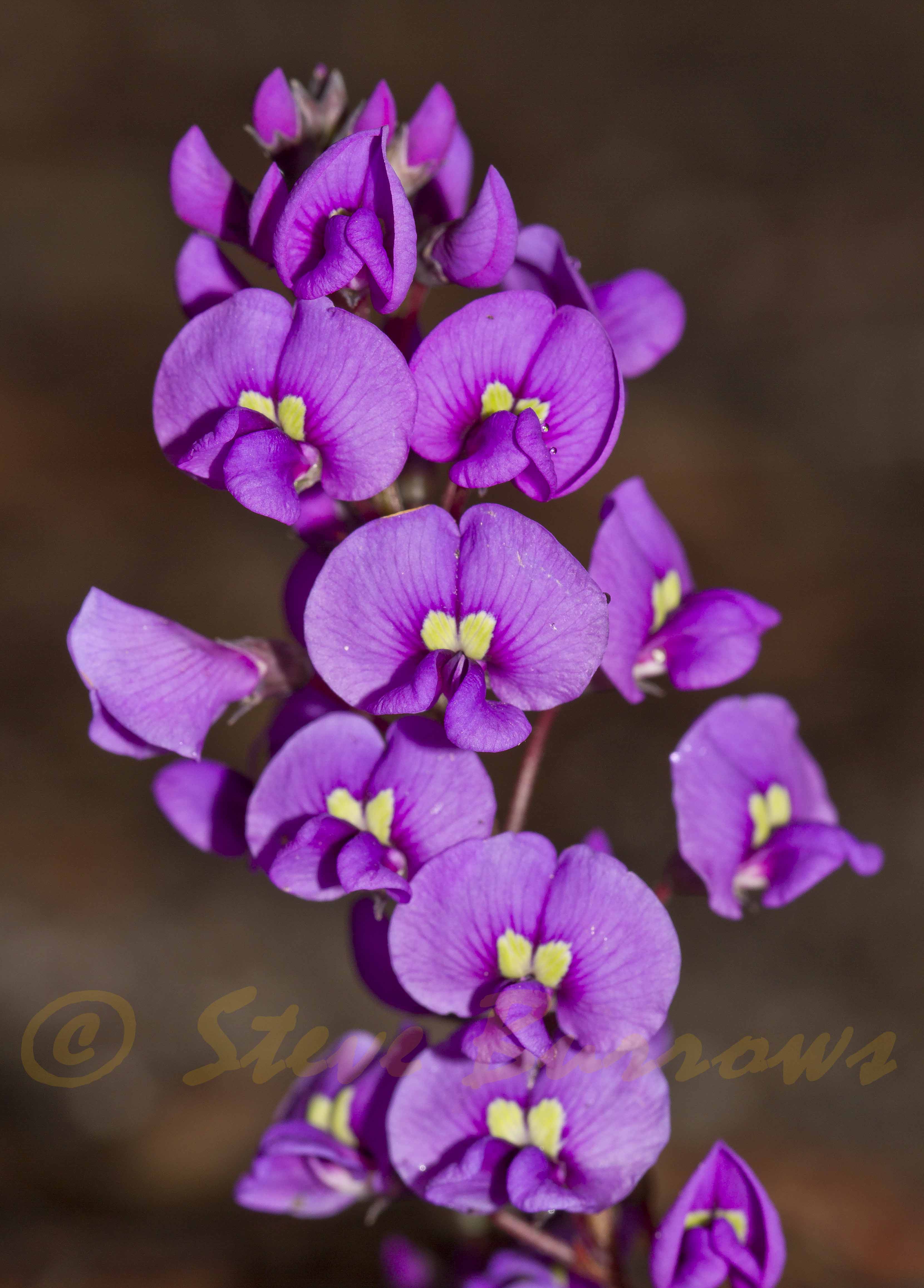 Image courtesy of Steve Burrows Hardenbergia violacea