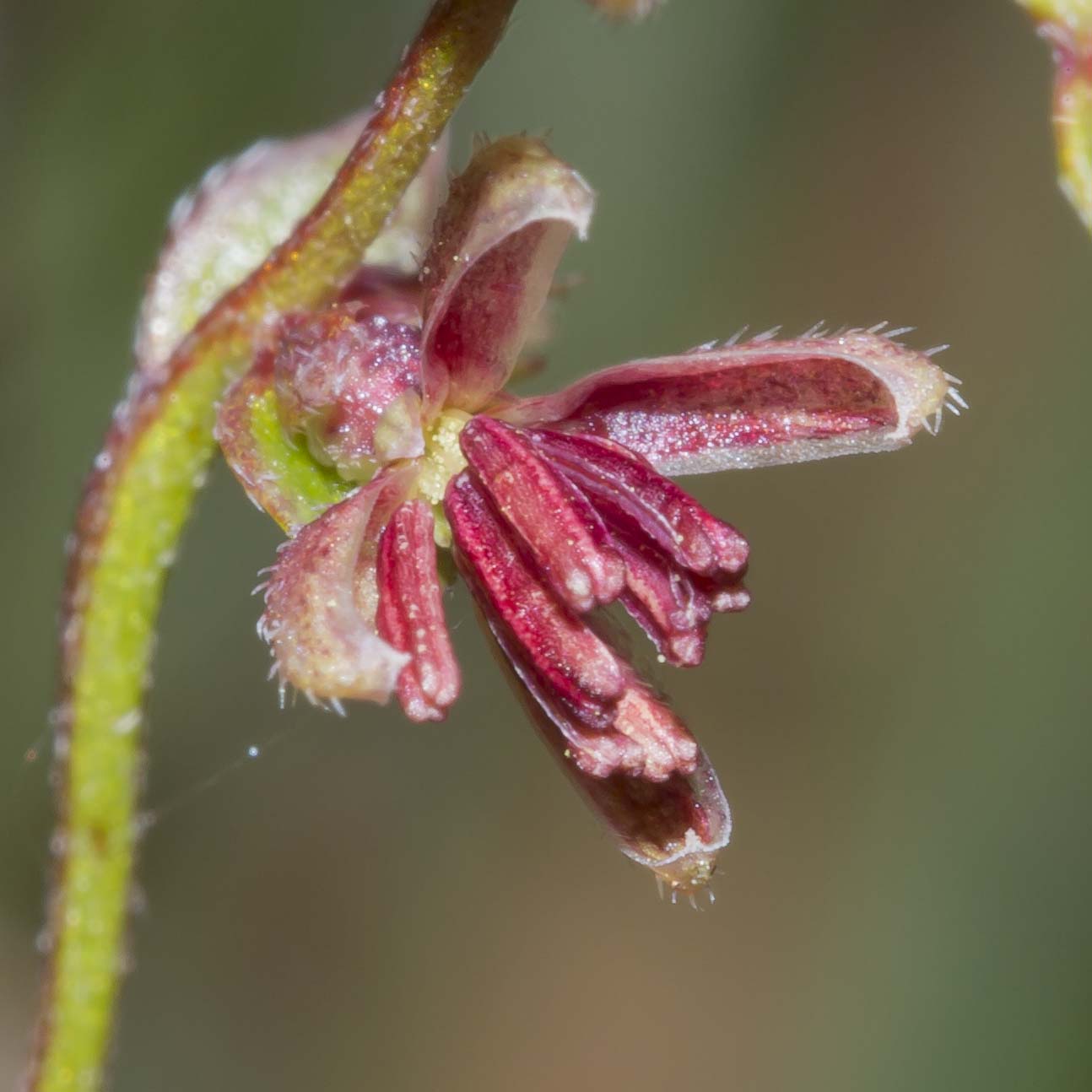 Image courtesy of Steve Burrows Gonocarpus teucrioides