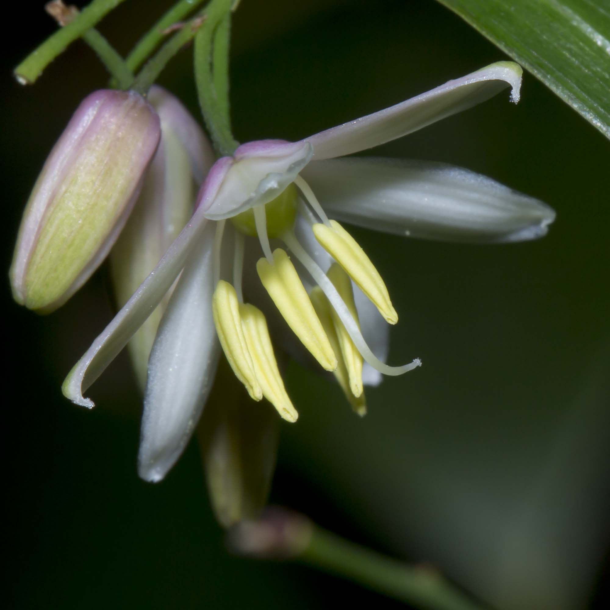 Image courtesy of Steve Burrows GeImage courtesy of Steve Burrows Geitonoplesium cymosumitonoplesium cymosum