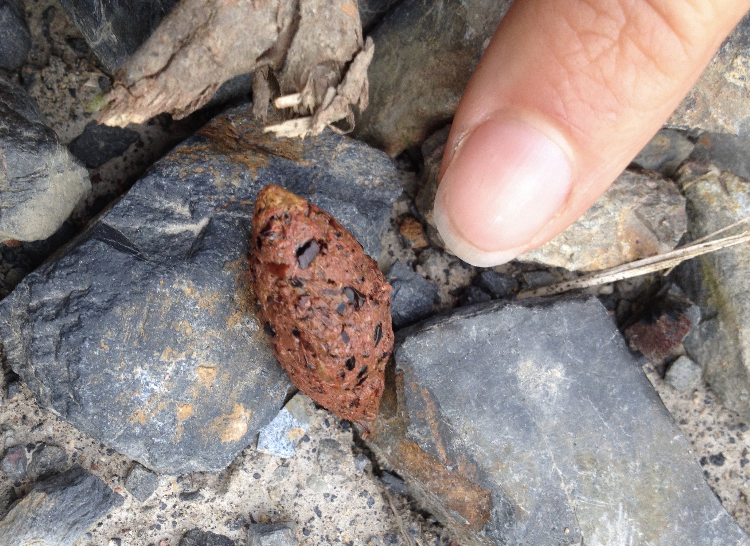 Magpie pellet Photo by R Constable