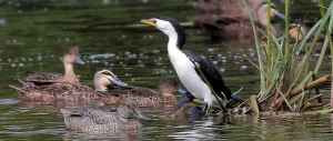 Freckled Duck sighted near Wallagoot Lake