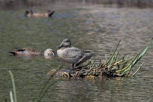 Freckled Duck sighting near Wallagoot lake