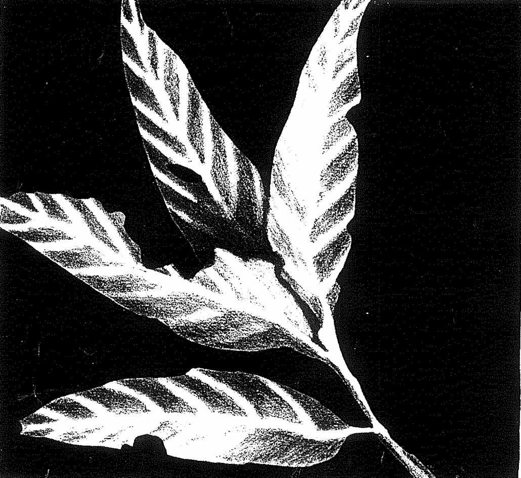 artwork of leaves