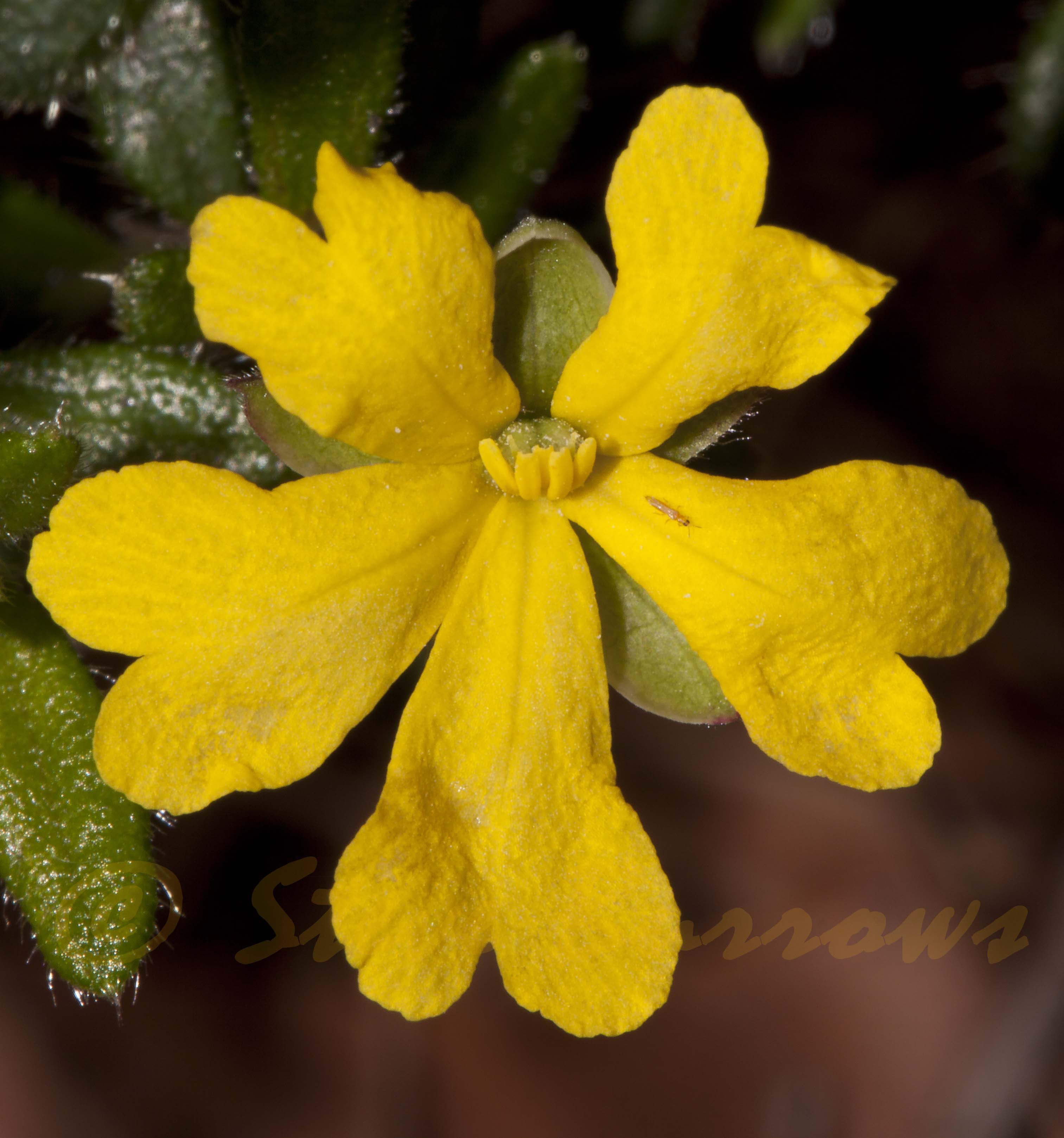 Image courtesy of Steve Burrows Hibbertia aspera