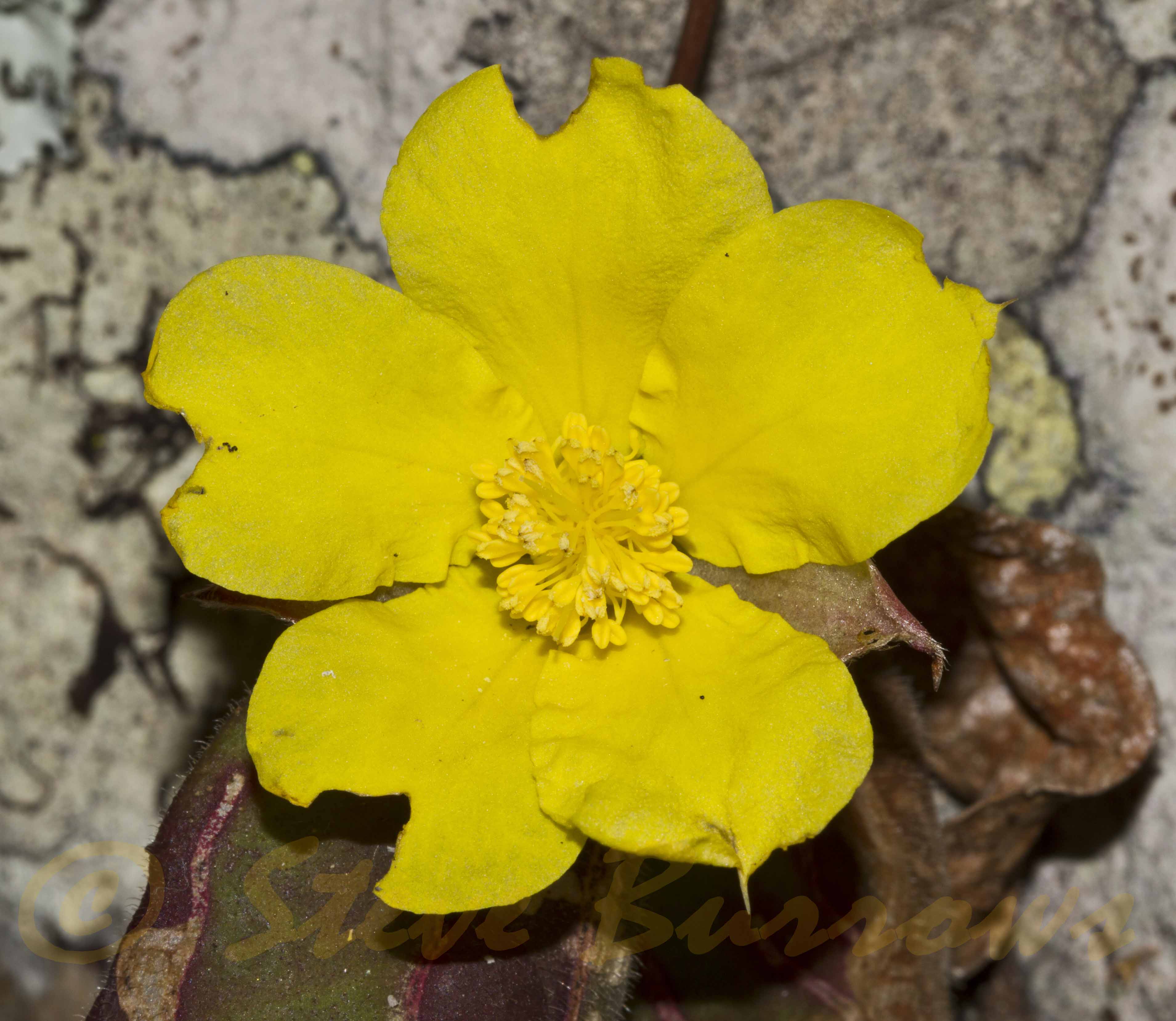 Image courtesy of Steve Burrows Hibbertia dentata