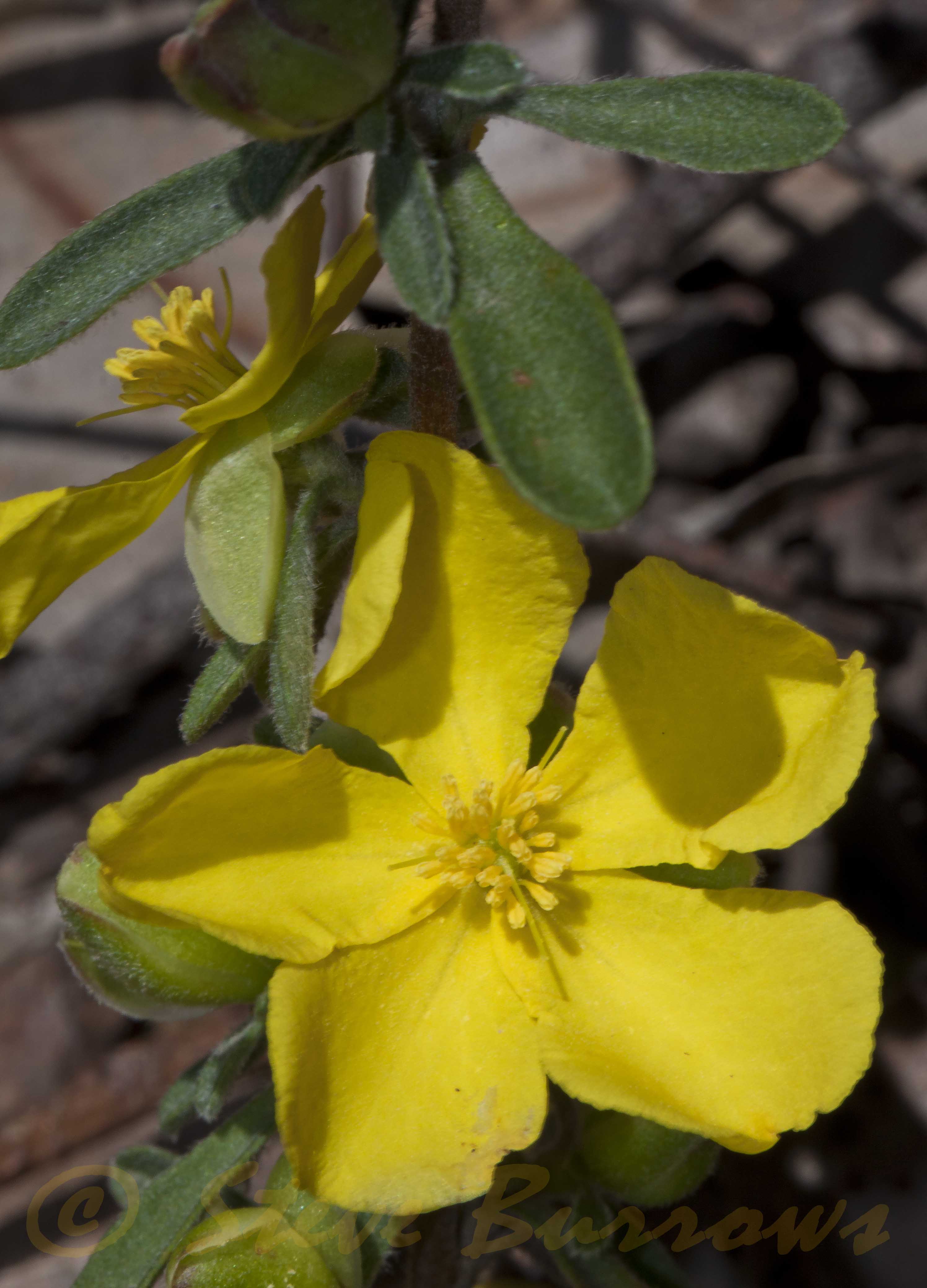 Image courtesy of Steve Burrows Hibbertia obtusifolia