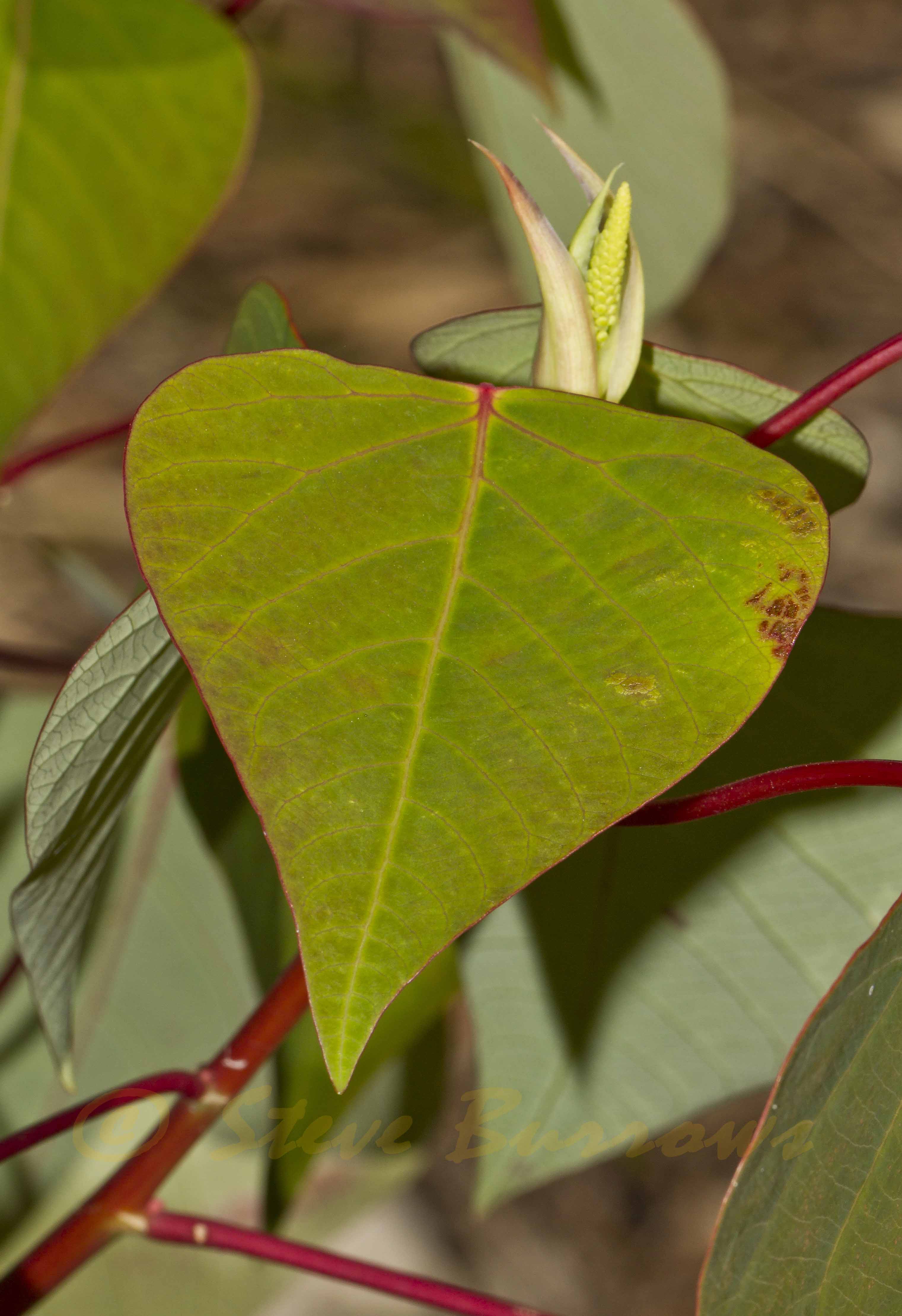 Image courtesy of Steve Burrows Homalanthus populifolius