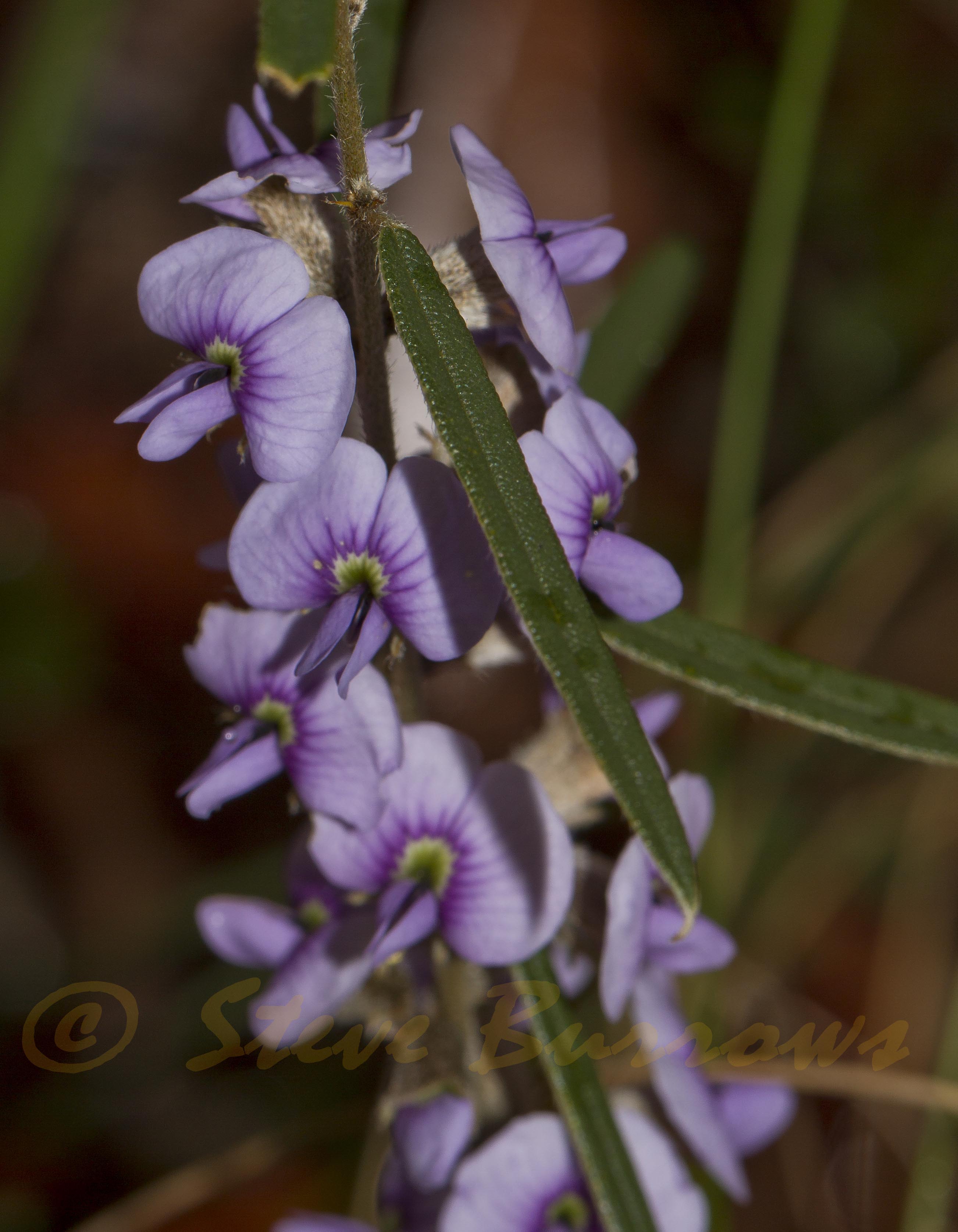 Image courtesy of Steve Burrows Hovea_sp