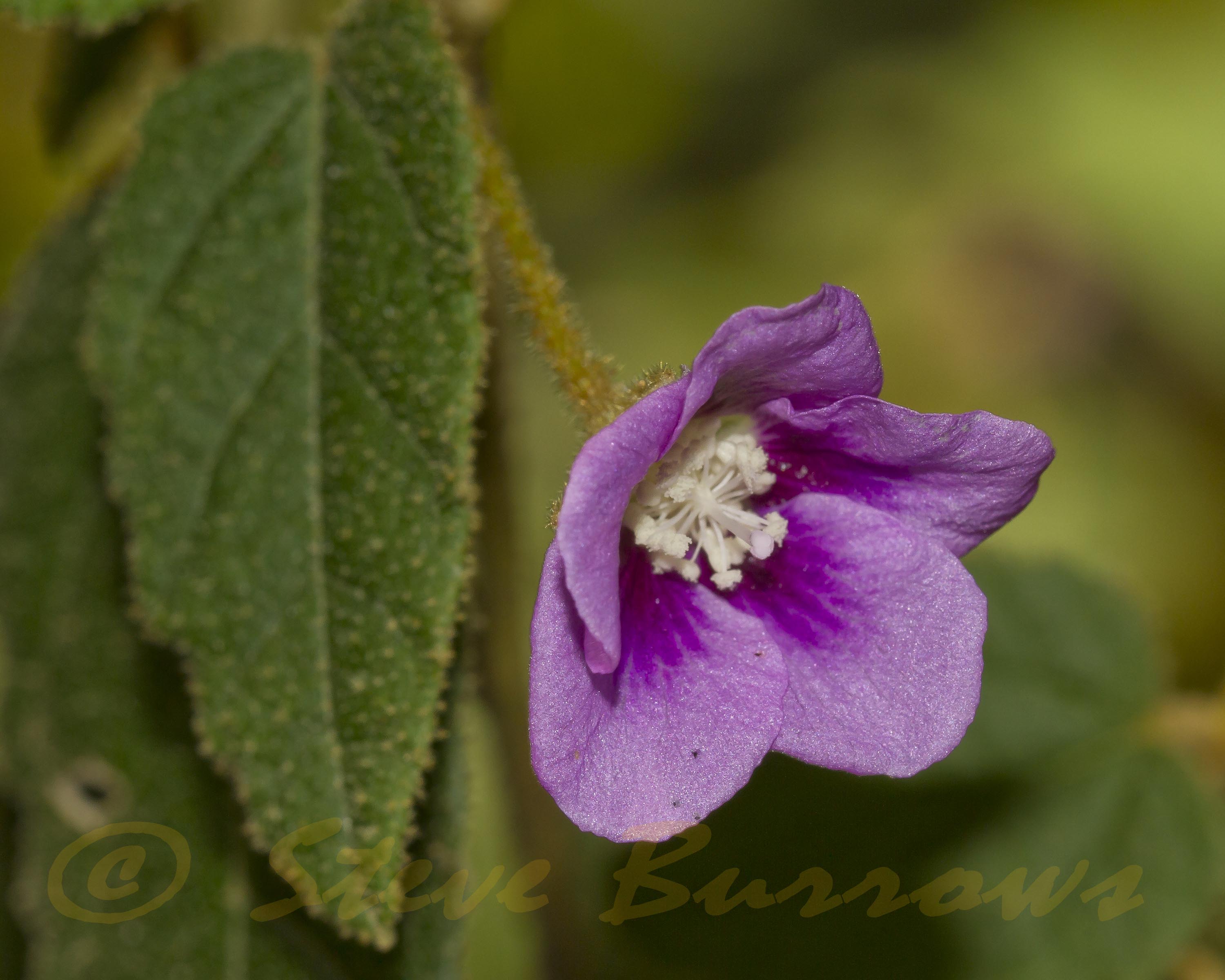 Image courtesy of Steve Burrows Howittia trilocularis