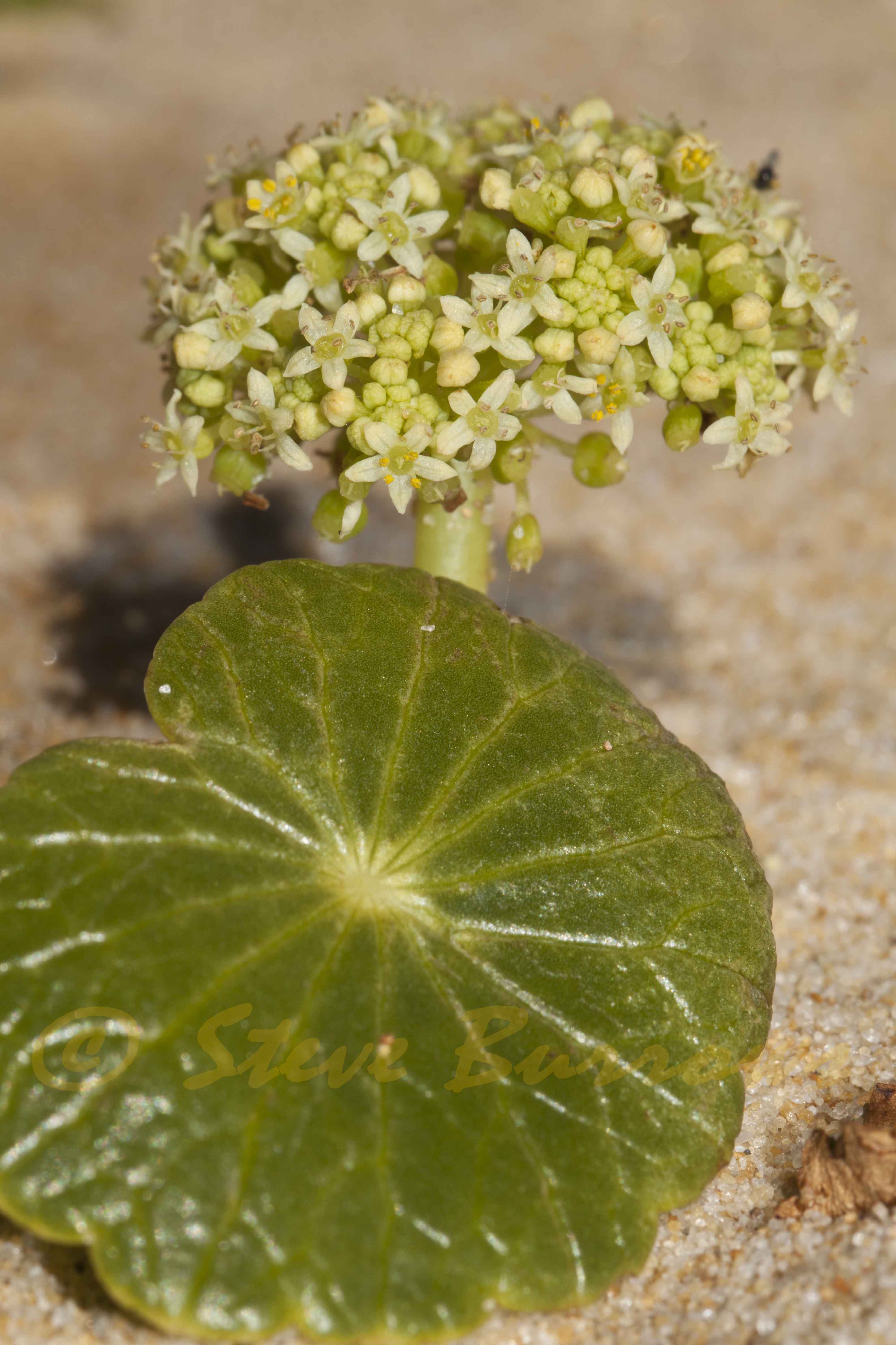 Image courtesy of Steve Burrows Hydrocotyle bonariensis