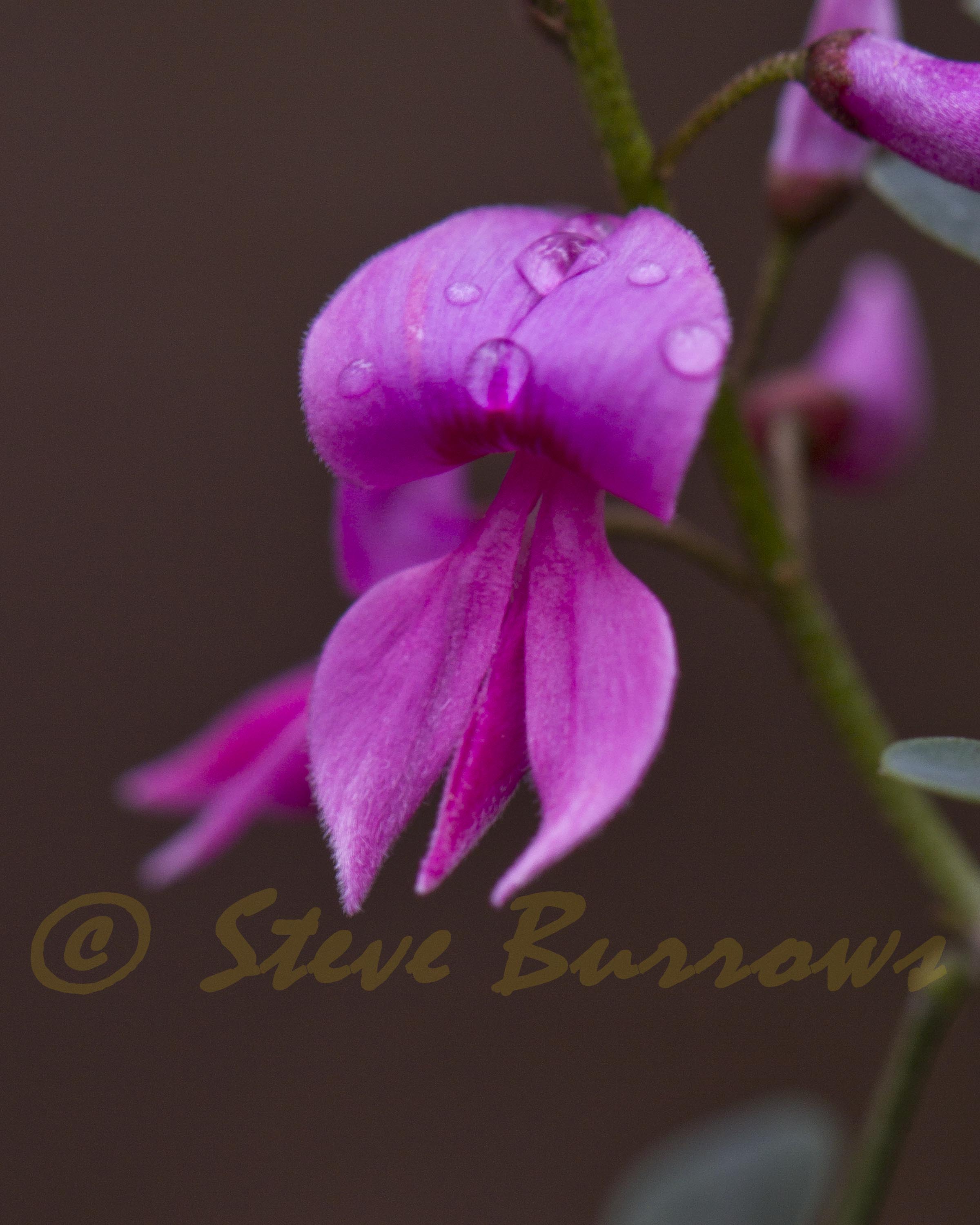 Image courtesy of Steve Burrows Indigofera australis