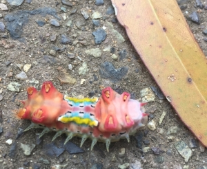 Colourful cup moth larvae