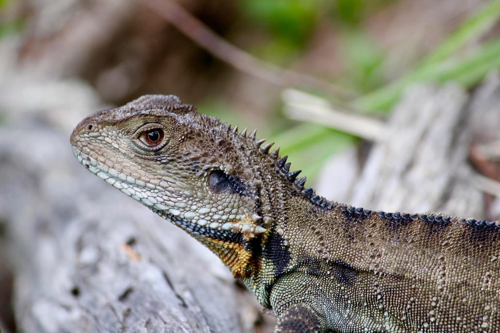 Water dragon at Bournda National Park