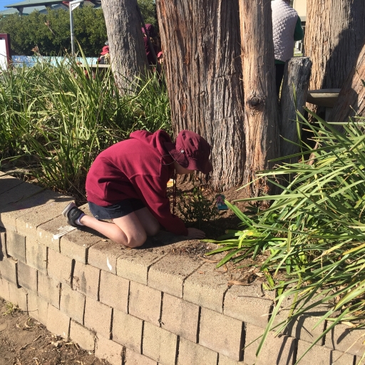 Planting native flowering shrubs to support birds at Tathra Public School