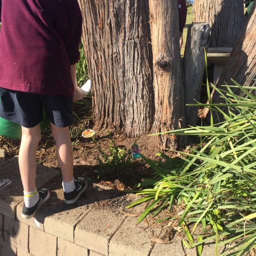 Planting natives to support the birds at Tathra Public